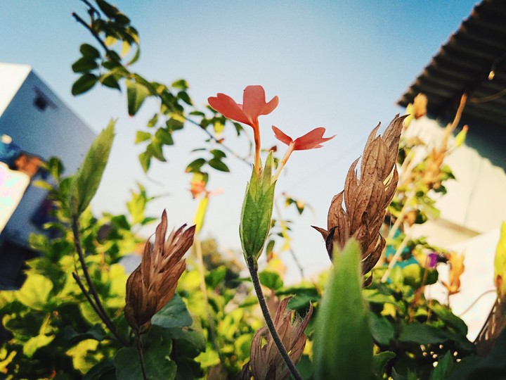 flower
