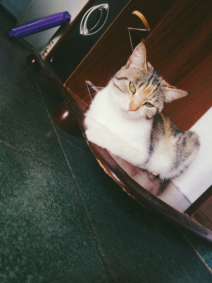 my little cat