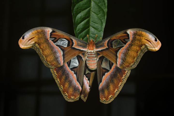 Attacus taprobanis feminino