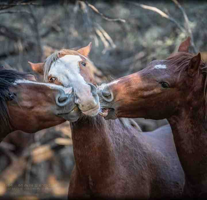 kisses