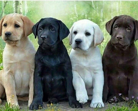 Dogs united.