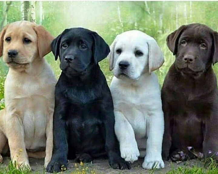 Dogs united.