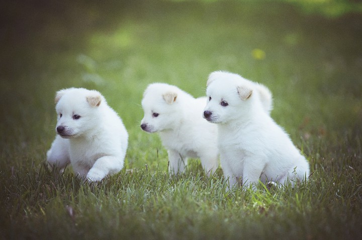 Puppies