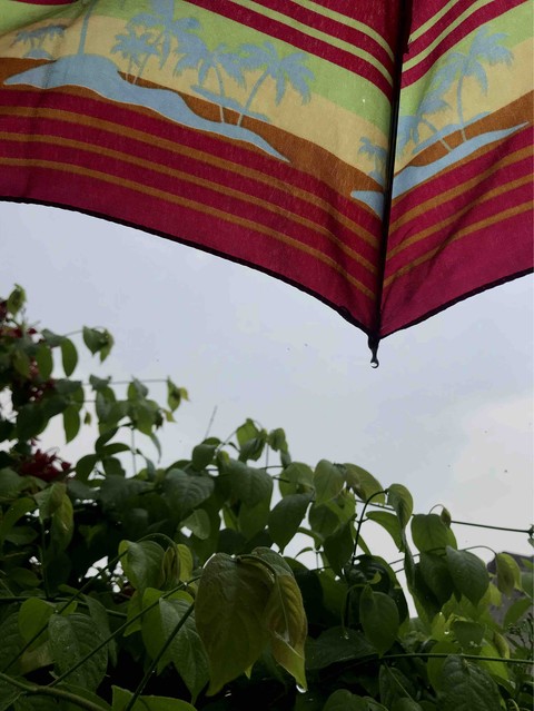 umbrella