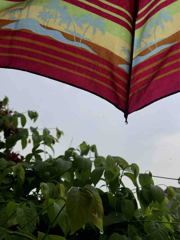 umbrella