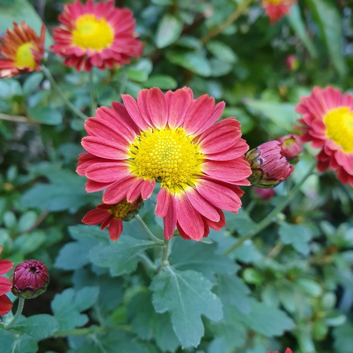flower