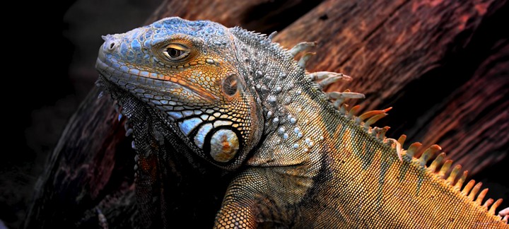 lizard