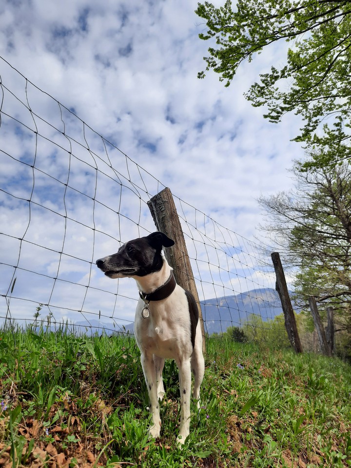 Watchdog