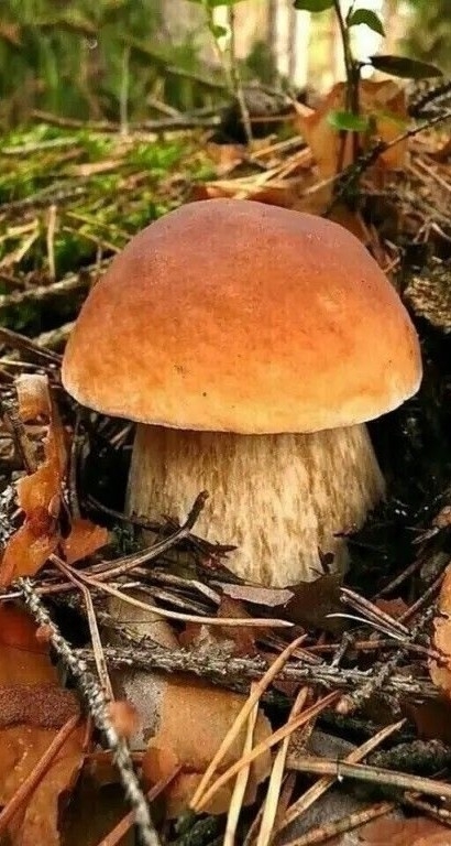.