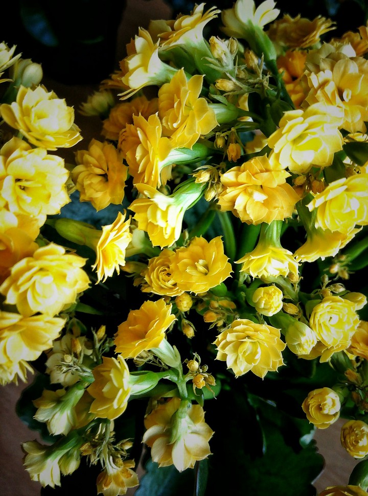 Yellow flowers