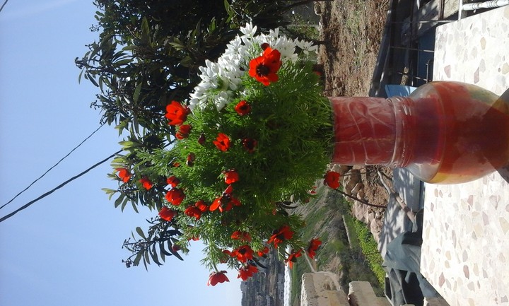 زهور