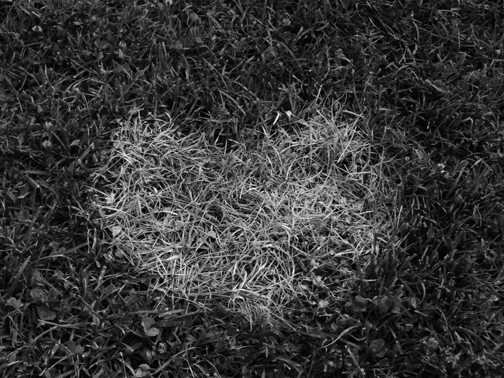 love on Grass ?