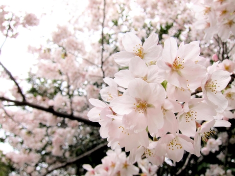 blossom @open domain picture