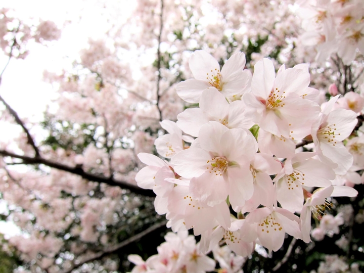 blossom @open domain picture