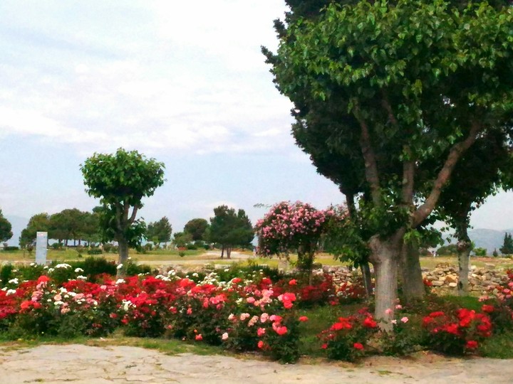 turkey
