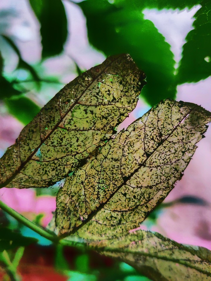 green leaves