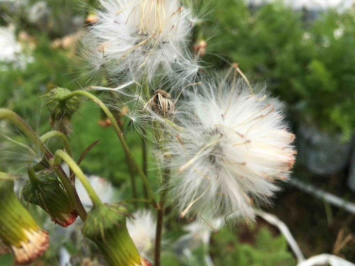 white flower