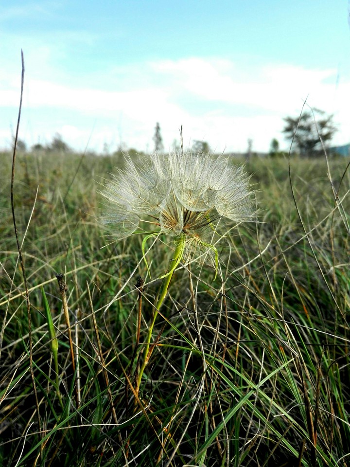 Autumn seed