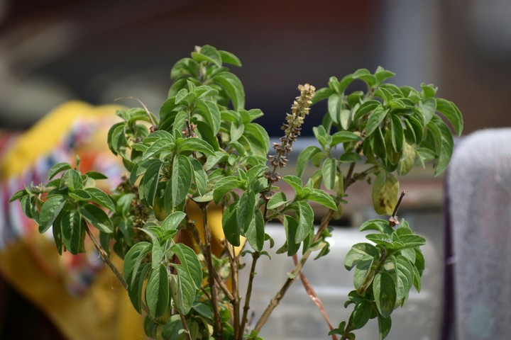 tulsi