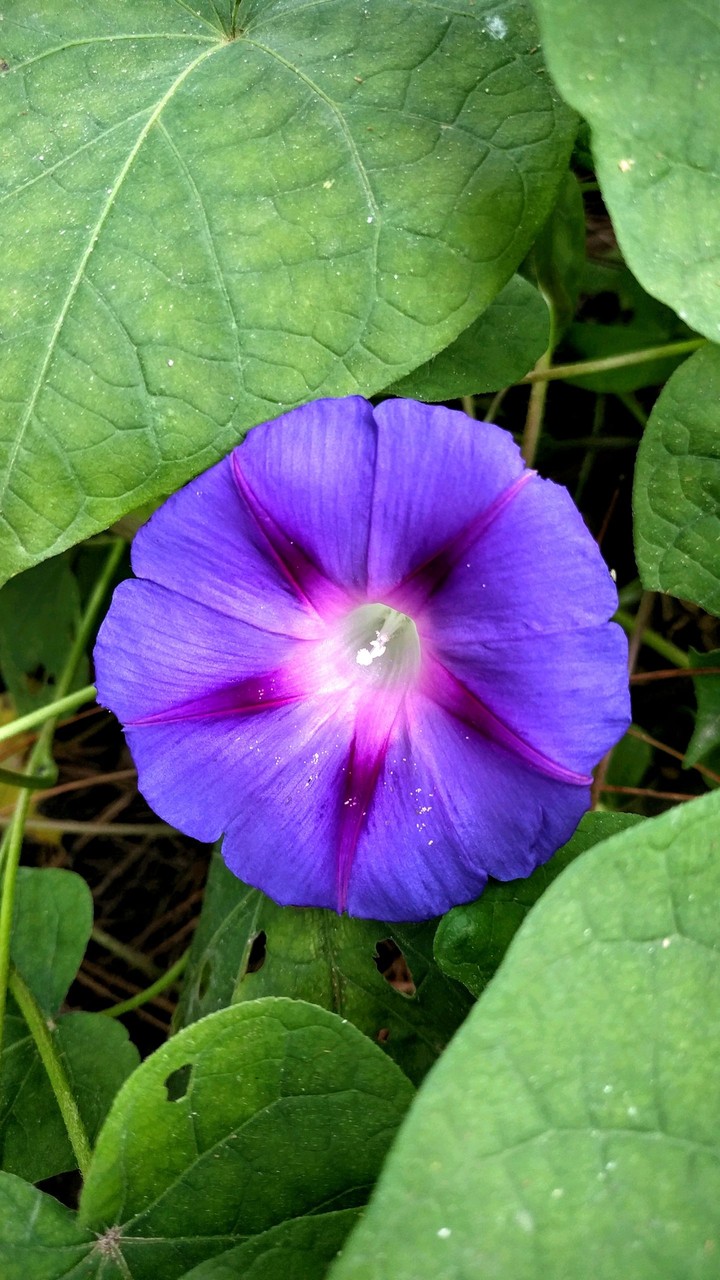 violet flower