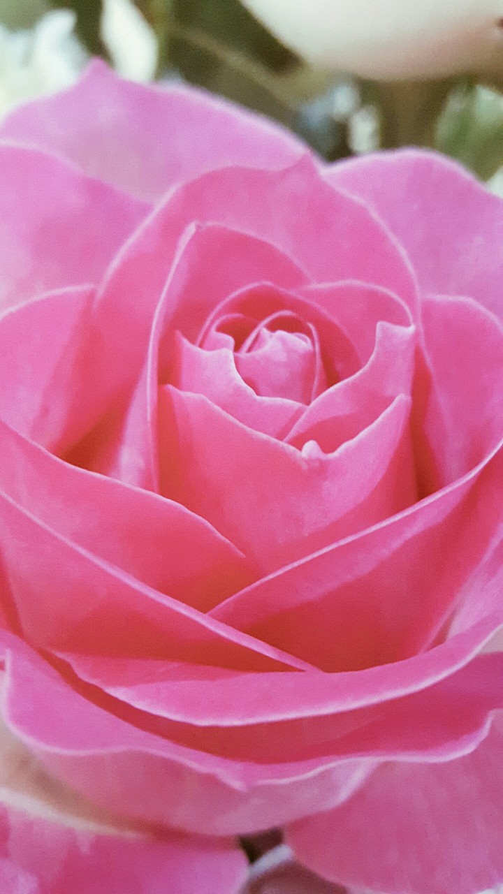 rose