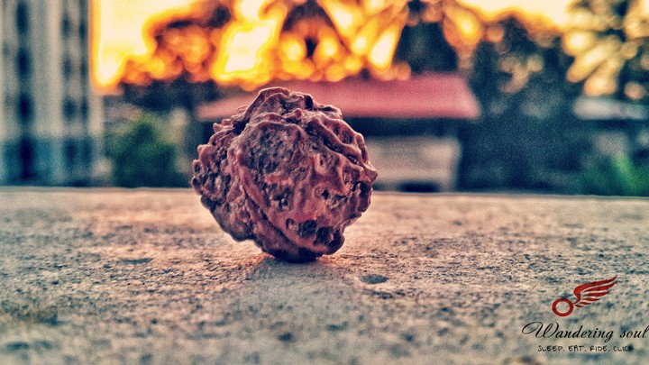 rudraksha