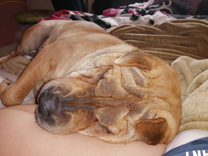 My little dog! Sweet!