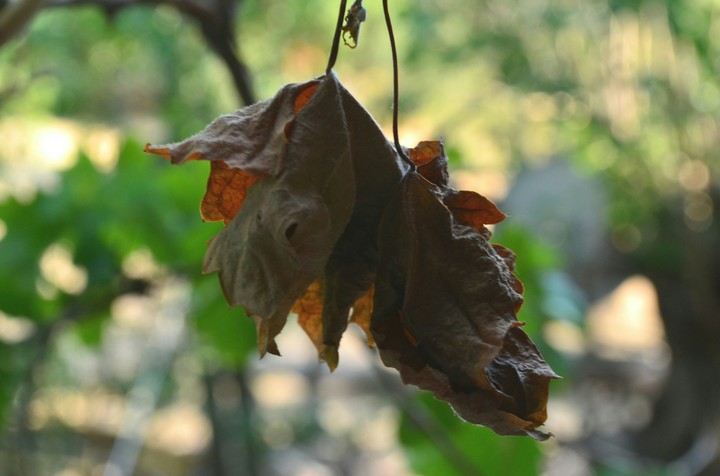 Leaf