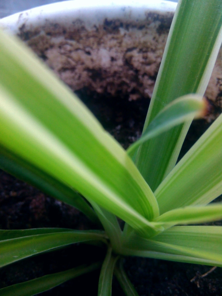 plant