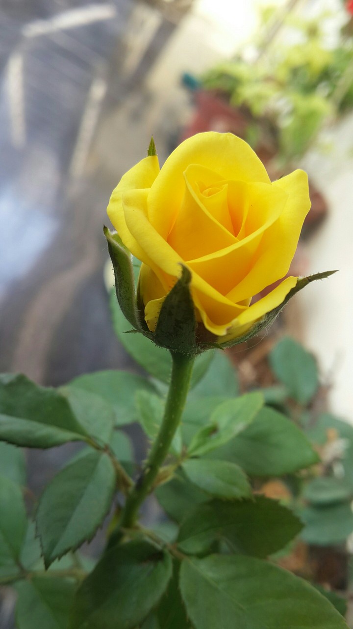 yellow rose