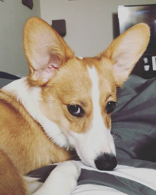 corgi