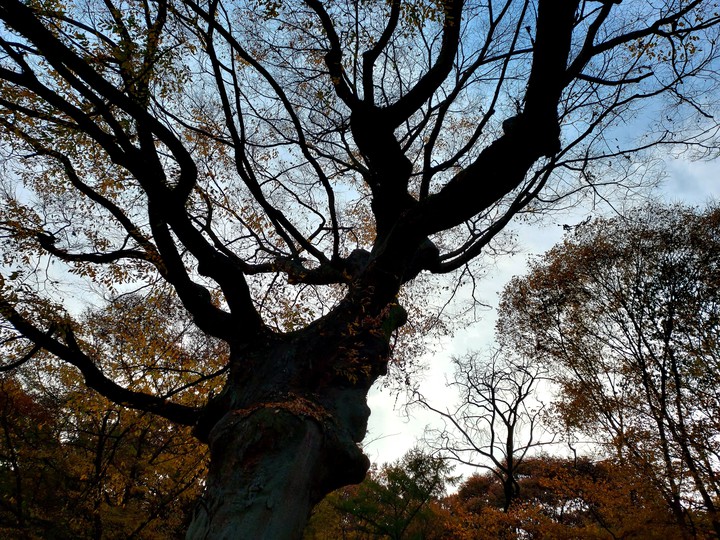 삼백년이 넘었다는 고목