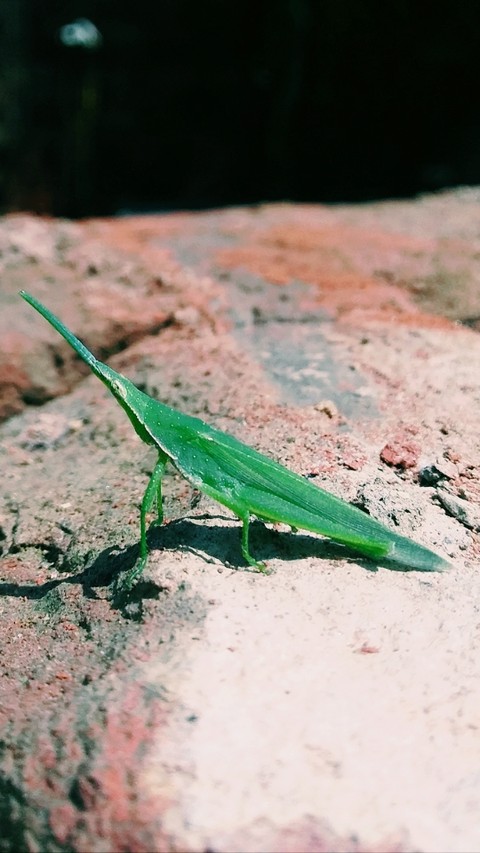 Drangon grasshoper....