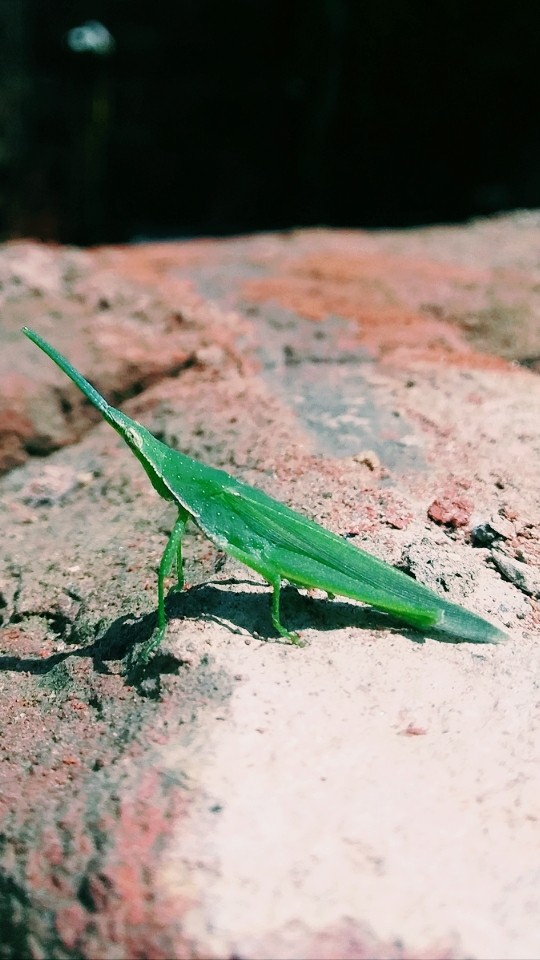 Drangon grasshoper....