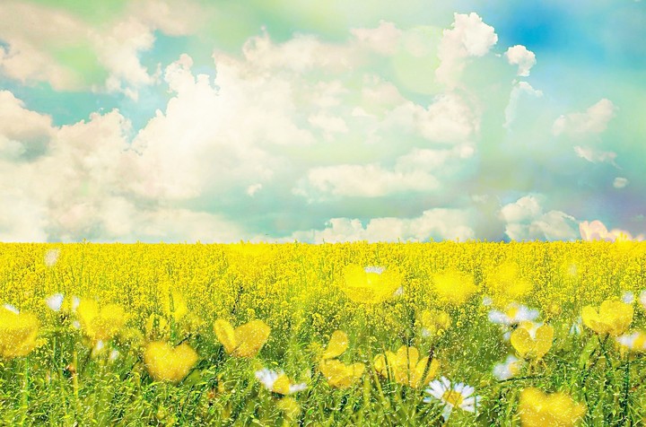 Yellow Beauty♡
