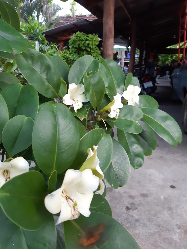 green flower
