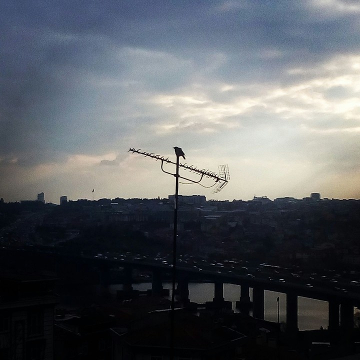 Crow