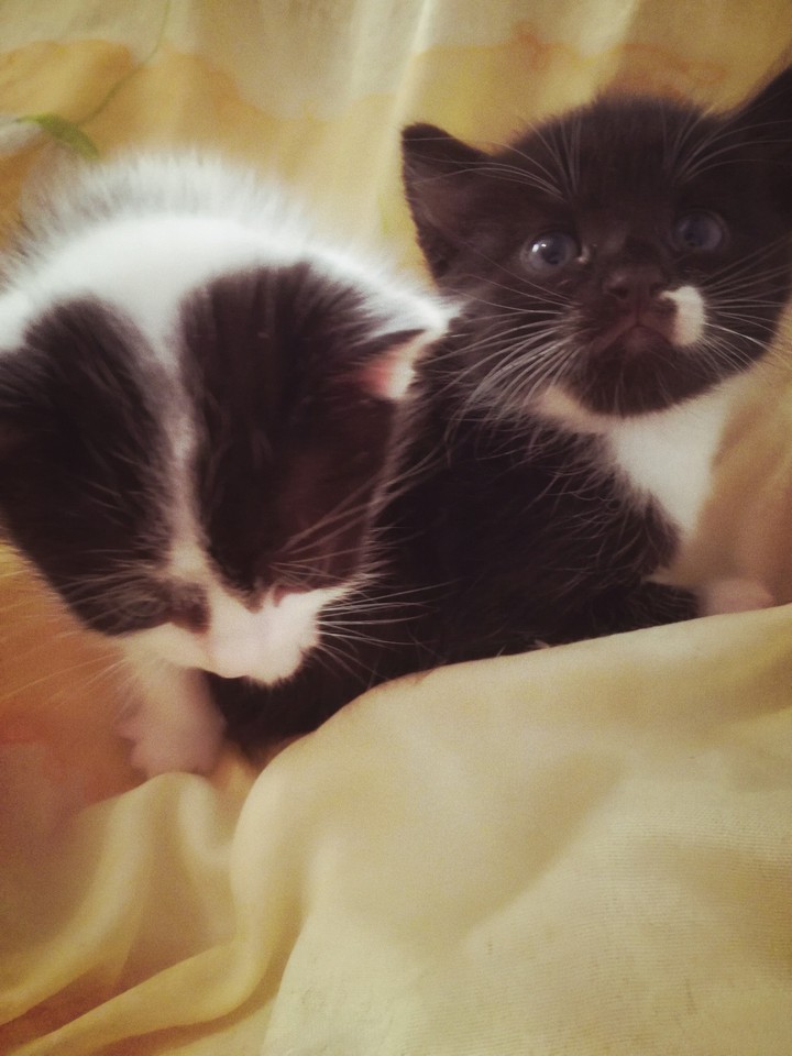 kitty 2