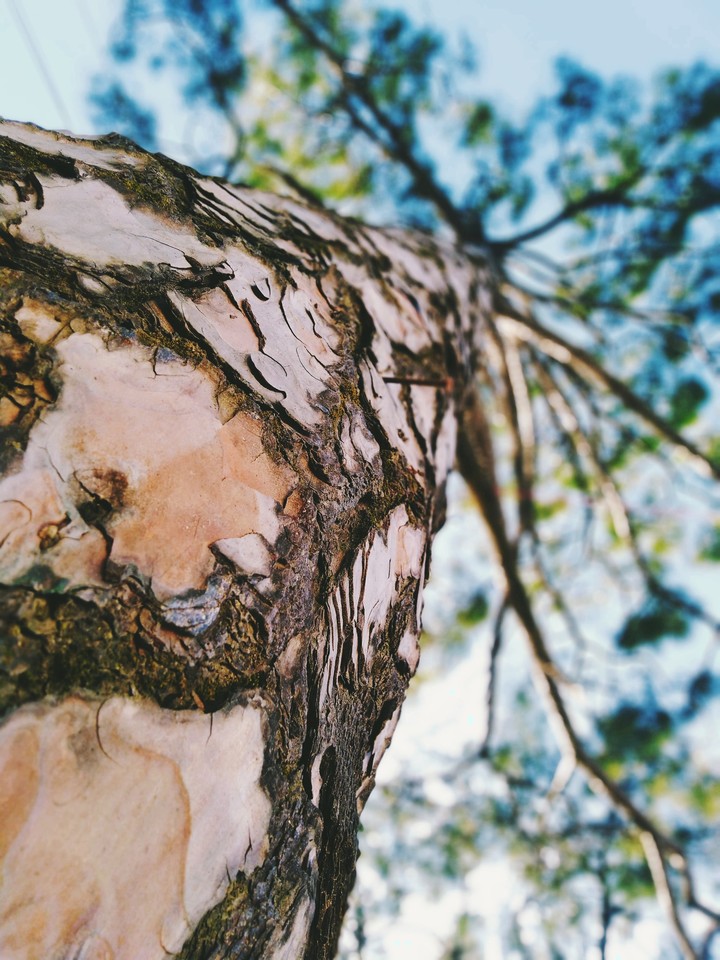 tree bokeh