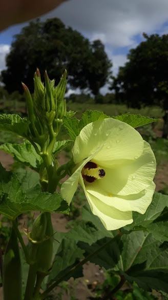 A flor do quiabo