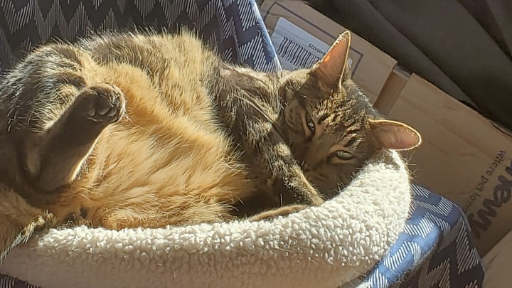 Rocky, the sunbather