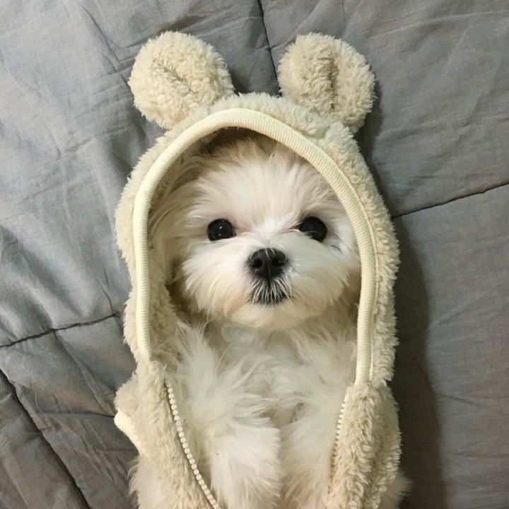 Пёсик