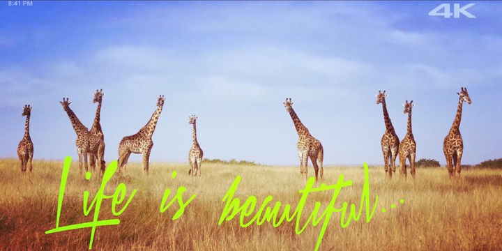 life is beautiful