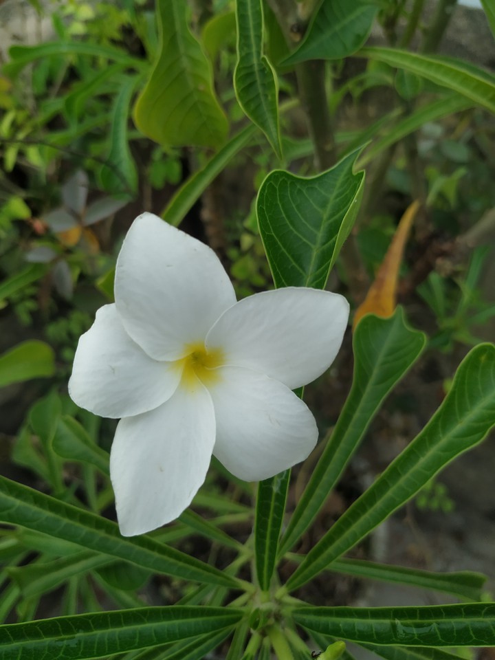 flower