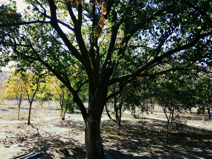 Tree