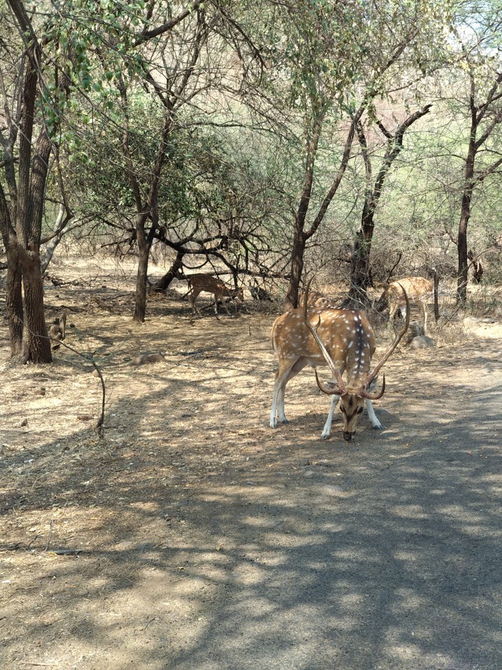 Animals lover