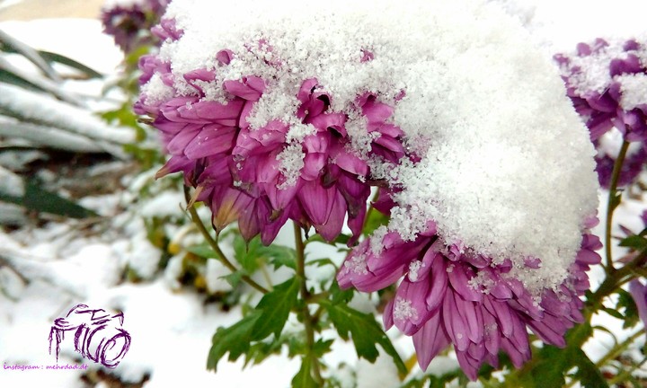 snow