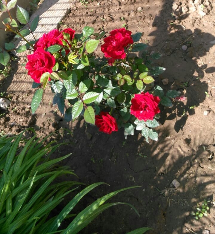 роза ro