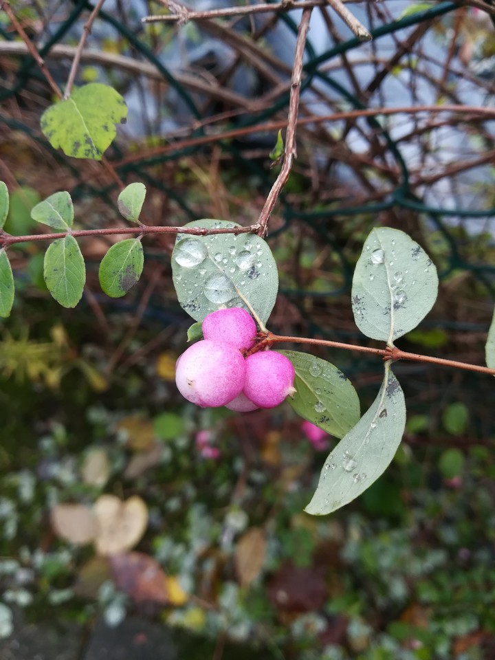 raindrop
