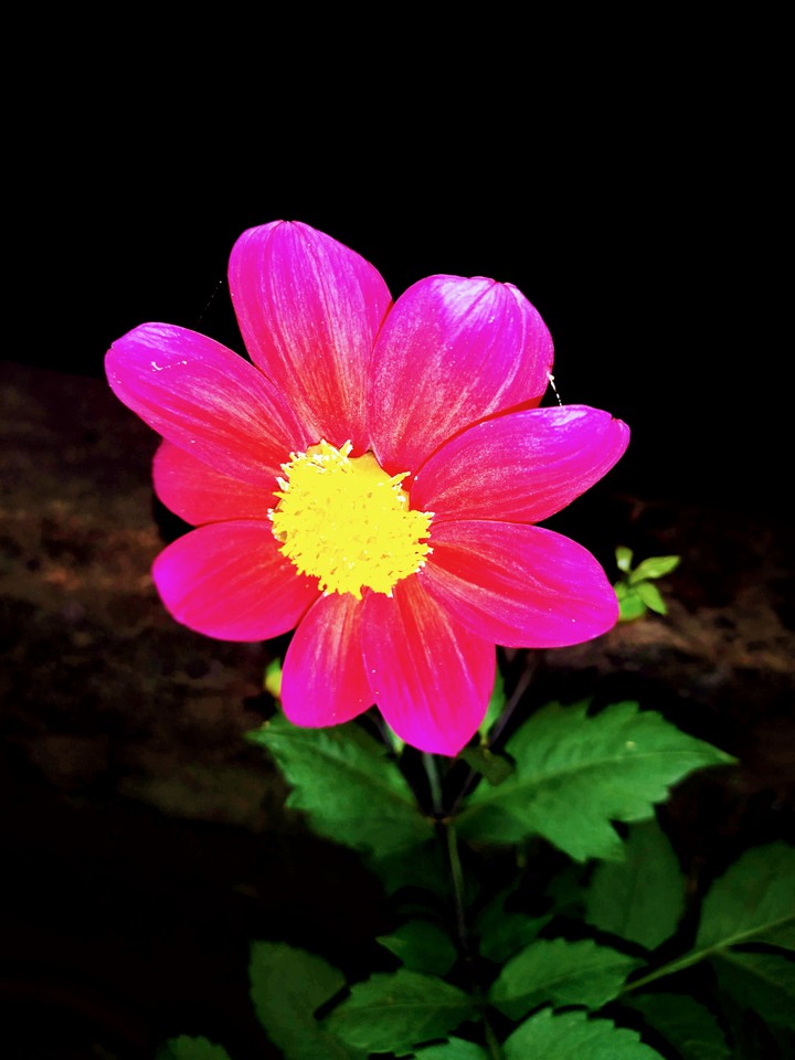 Daliya Pink
